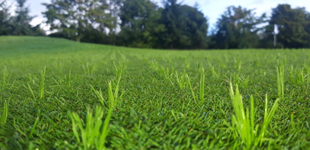 Stumorpethgre's tweet photo. A great return on the overseed 2 weeks on from maintenance, approx 50 tons of sand has been applied to the Greens and they are coping and performing well with all this wet weather @MorpethGC https://t.co/SAqLFqRHnx