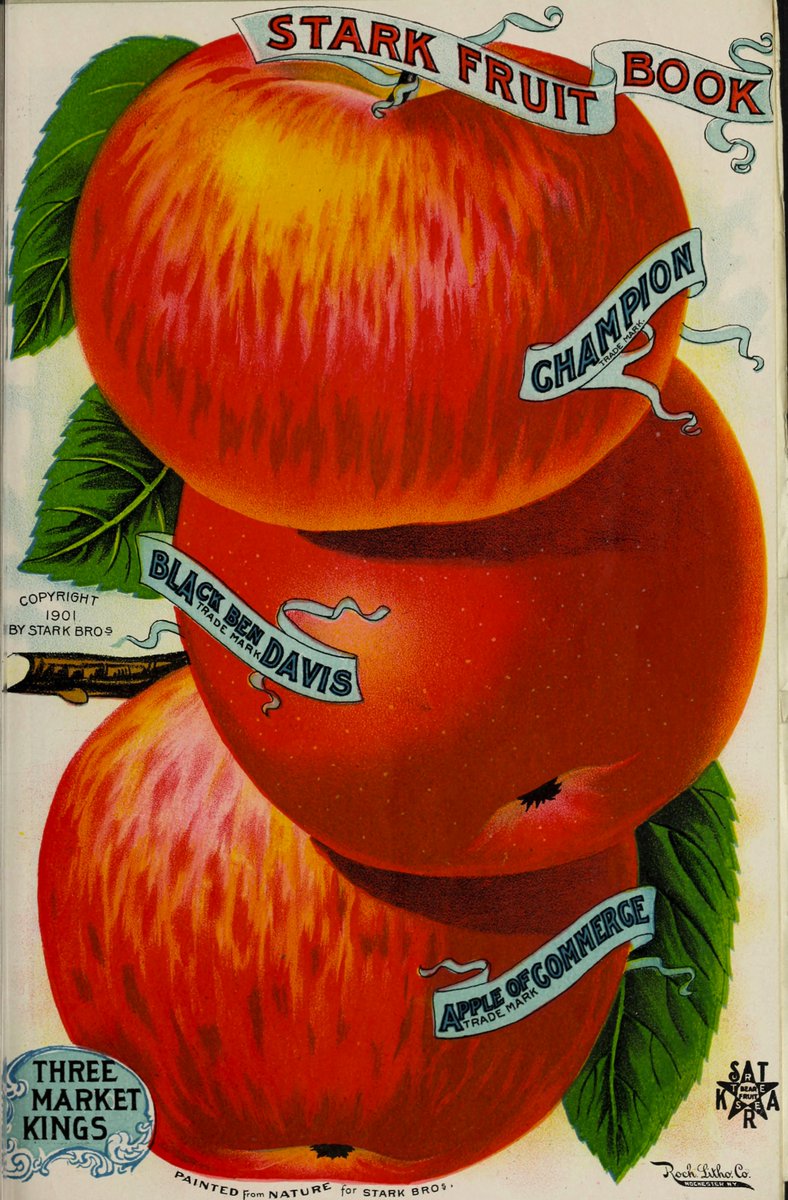 Starks breeders began shaping this resilient and colorful apple into something more reliable, selecting for a long-lasting and deep red apple, which appeared beautiful, even if it began to lack flavor.Rebranded as the Red Delicious, this apple took over the world.