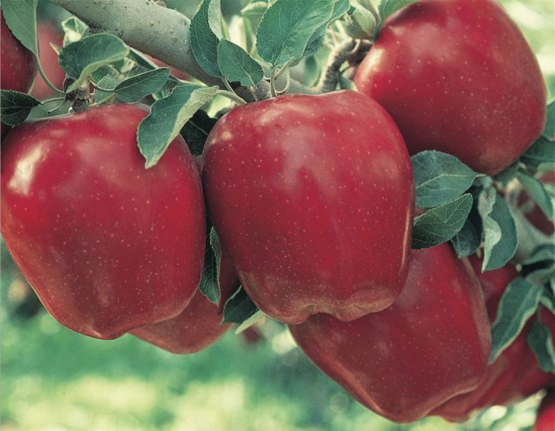 In our time, the Red Delicious and Golden Delicious account for some 60 percent of apple sales. But, the red delicious is also famous for being nobody's favorite apple.