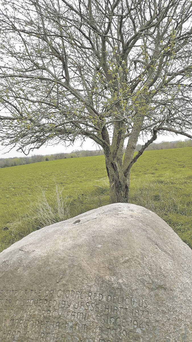 Today, in Madison county, a large boulder marks the spot where that magnificent tree descended from on high in 1872.Behind stands the granddaughter of the first Hawkeye tree, still blossoming with all the persistence of her ancestor.