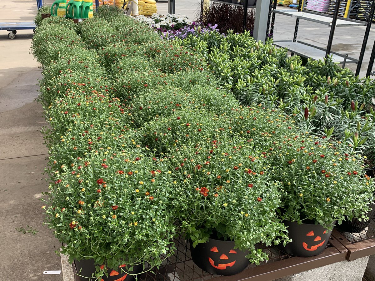Ready, set, go! ...for a great weekend of fall sales ahead at Lowe’s 2763 Whitehall Twp., Pa <a href="/LowesSteveh/">steve hahn</a> <a href="/LBishPlants/">Lora Bishop</a> #Lowes <a href="/BattlefieldFarm/">Battlefield Farms</a> <a href="/TipToeTyler/">Tyler Combs</a> @AlanFBattlefie1