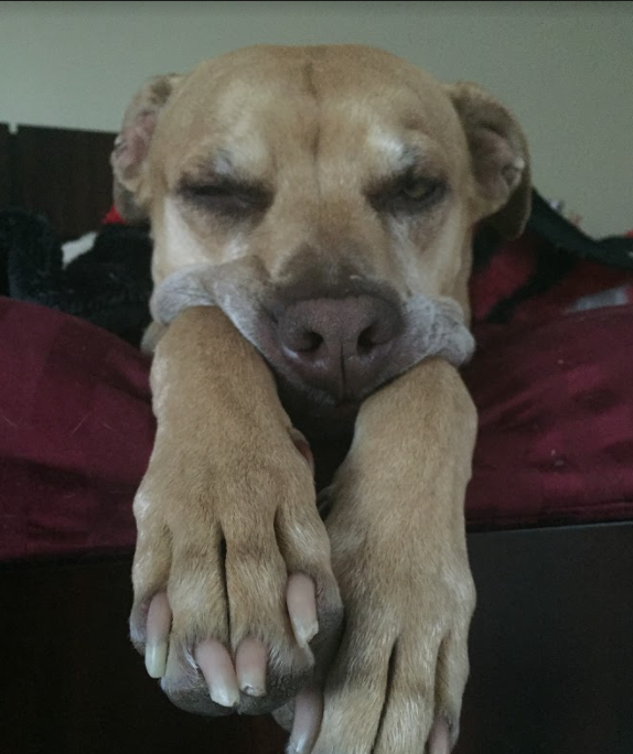 PurePetCBD's tweet photo. TGIF https://t.co/4yPwlRWt8a