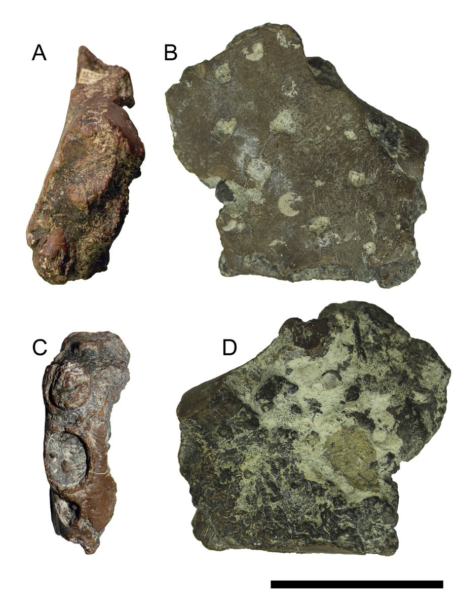 We also named the new genus Aerodraco (for Coloborhynchus sedgwicki) and the new genus Nicorhynchus (for C. capito, a large species with ~7 m wingspan from England, and C. fluviferox Jacobs et al. 2018, from the Kem Kem Beds of Morocco)! [4/5]