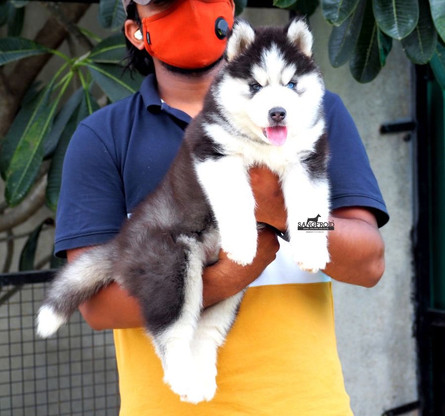 SangFroid Kennels on Twitter: SangFroid Kennels on Twitter: