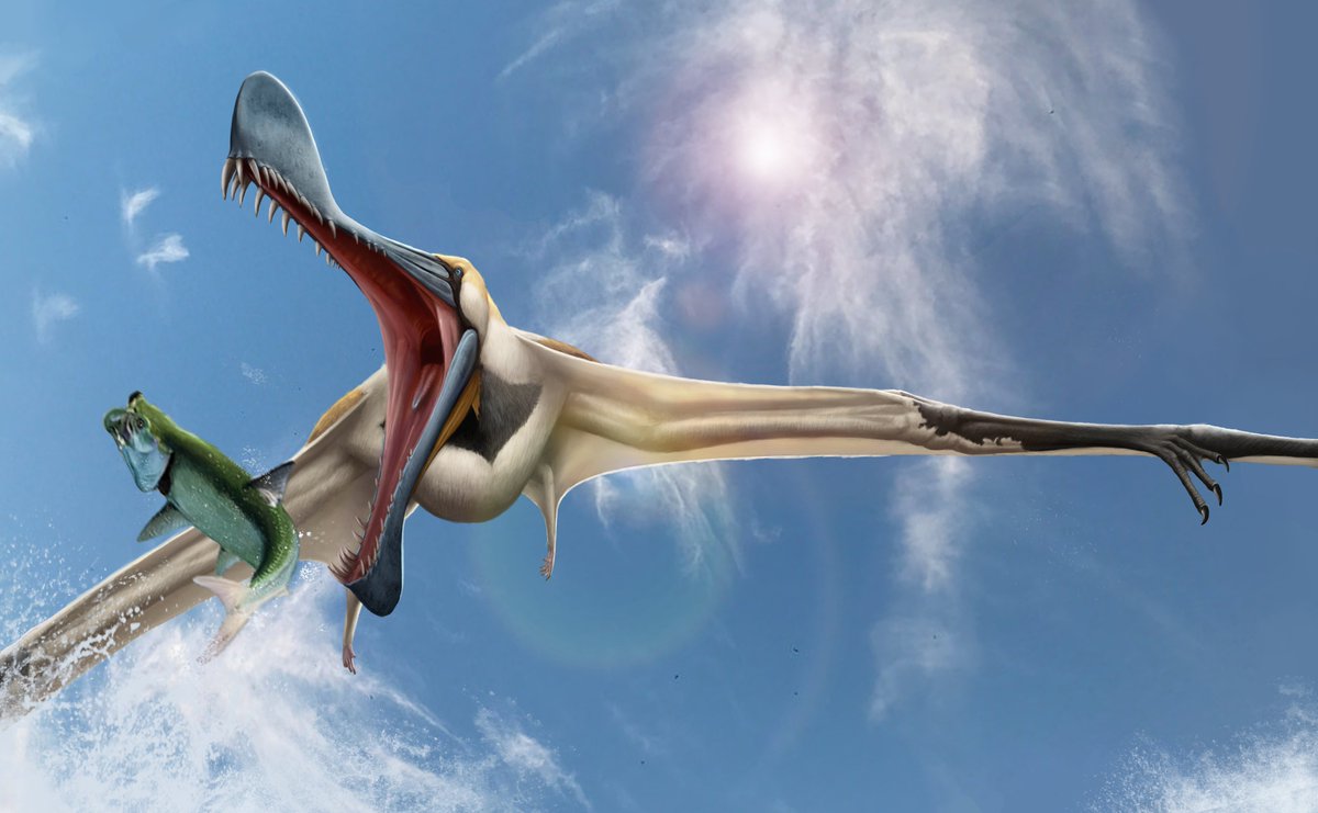 Finally, we named the new clade Tropeognathinae, which joins Tropeognathus, Siroccopteryx, Ferrodraco and Mythunga at the base of the Anhangueridae! Check this beautiful Tropeognathus reconstruction by  @studio252mya [5/5]