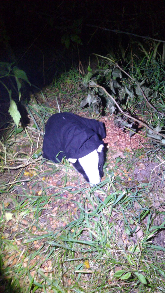LpoolHuntSabs's tweet photo. Liverpool's new recruit Cecilia has been very busy! https://t.co/VRSRsVcUTZ