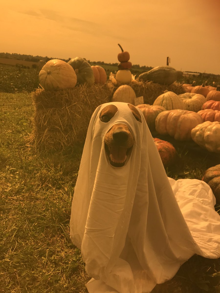 Jacklynwalkerr's tweet photo. ahh!!! a ghost !! https://t.co/nUB9euQjhR