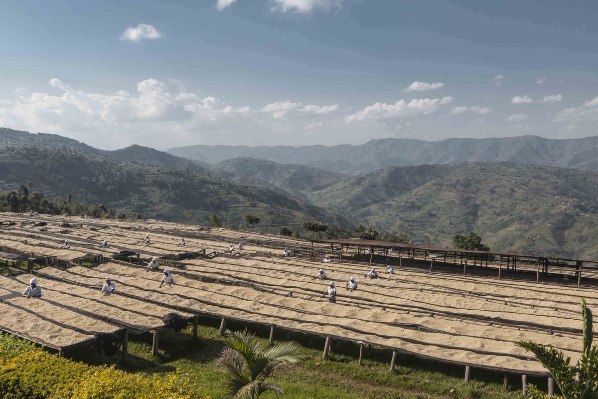 dukundekawa's tweet photo. Despite the worst of pandemic's impact, coffee season has not stopped at Dukunde Kawa. Different measures to curb the spread of the virus was taken and kept the coffee processing on track. We are thrilled to provide to you with consistent levels of quality.Plz hits DM for samples https://t.co/r5ub76Rpek