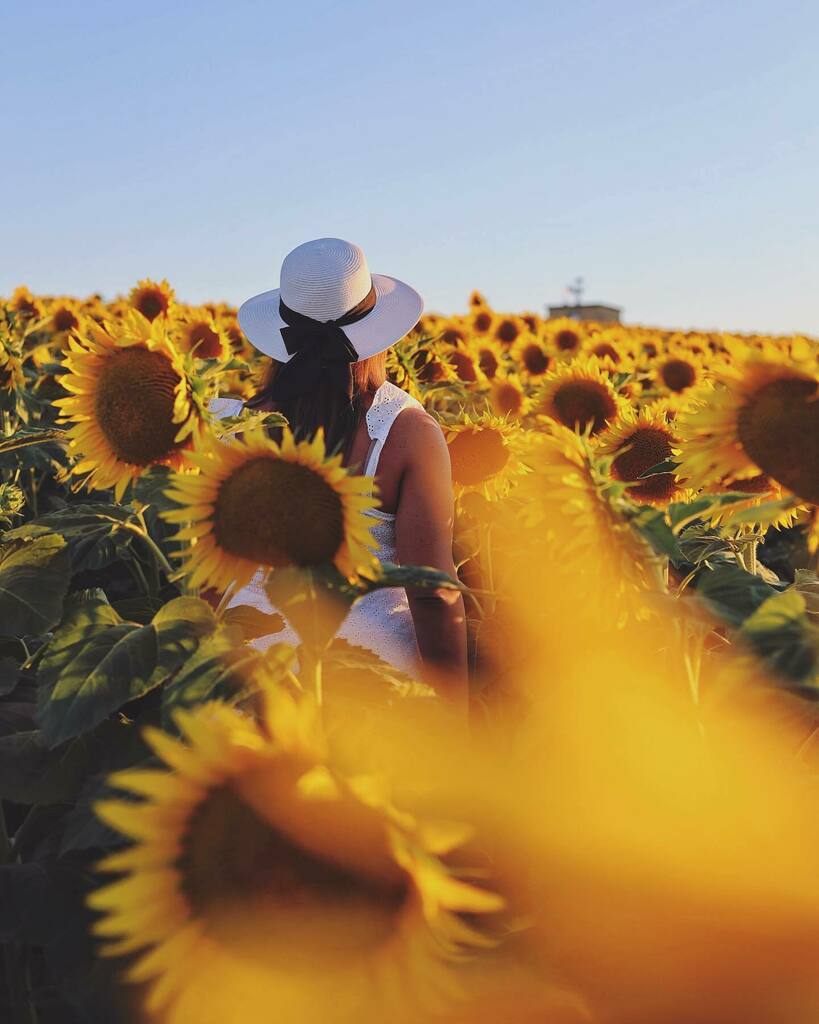 “Nei tuoi occhi ho visto i girasoli di Van Gogh”
•
•
#igersfermo #ig_fermo #volgofermo 
#igersmarche #ig_marche #volgomarche 
#yallersmarche #thehub_marche 
#destinazionemarche #marchetourism 
#igersitalia #ig_italia #ig_italy #volgoitalia #yallersit… instagr.am/p/CFkf0zLH4lj/