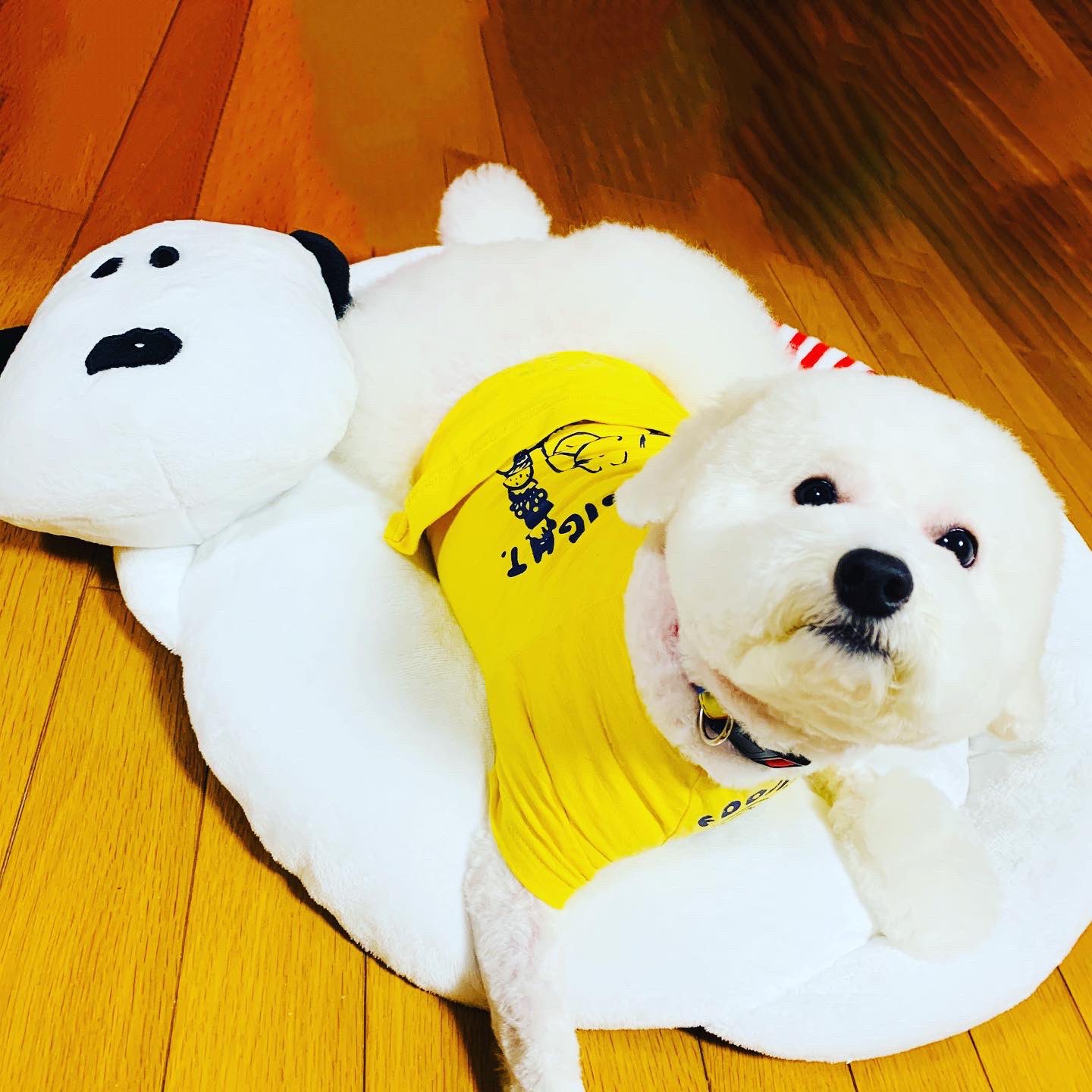Kotobuki 3rd 年9月25日 心音さんトリミング へ そして 新しいお友達 O O 仲良くお昼寝 そんな心音さん2歳8ヶ月になりました うちの心音 トイプードル わんこのいる生活 Toypoodles デカプー パンツカット 2歳8ヶ月