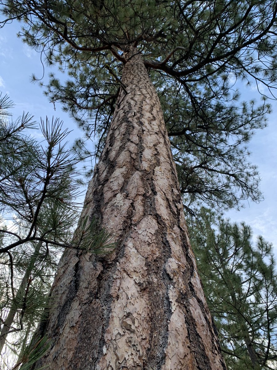 JasonOShell's tweet image. One of my top 5 favorite trees, the Ponderosa Pine. These massive trees are the second tallest pine species behind Sugar Pine. Fun fact, scratch the bark between the plates and it smells like vanilla. Beautiful AND fragrant! 🌲