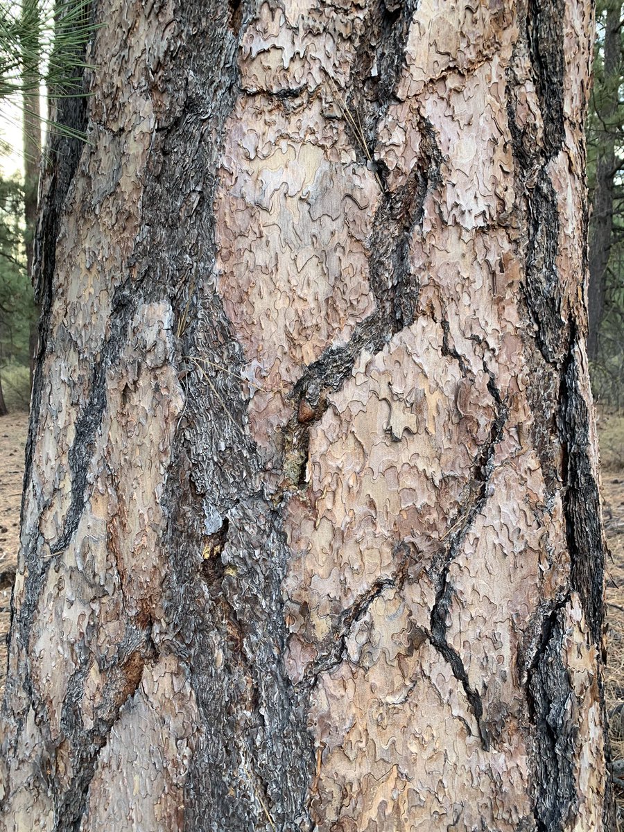 JasonOShell's tweet image. One of my top 5 favorite trees, the Ponderosa Pine. These massive trees are the second tallest pine species behind Sugar Pine. Fun fact, scratch the bark between the plates and it smells like vanilla. Beautiful AND fragrant! 🌲