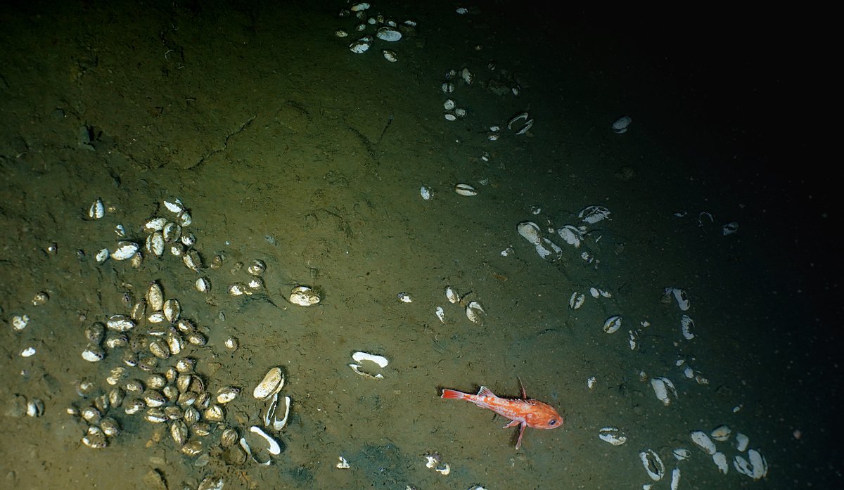 Methane seeps amidst huge bubblegum corals? Why not! 

Learn how an unexpected methane seep discovery during <a href="/EVNautilus/">E/V Nautilus</a> dive to look for corals &amp; sponges brought together teams from <a href="/sanctuaries/">Sanctuaries (NOAA)</a> &amp; <a href="/ColdDarkBenthos/">Thurber Lab @ OSU</a>, <a href="/OSUCEOAS/">CEOAS - Oregon State</a> : oceanexplorer.noaa.gov/explorations/2…