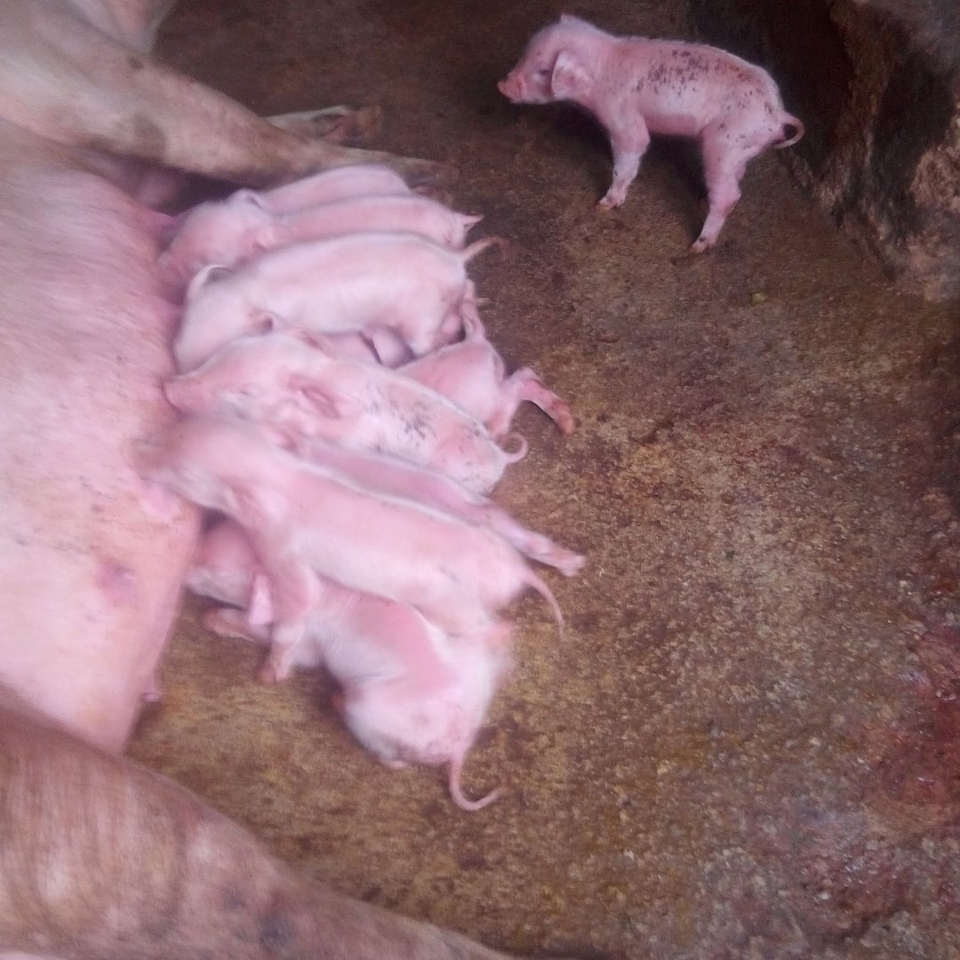BreedMeat's tweet photo. Genetics selection. Carefully selected.
Pick and pay and thank us later.
#abujapigs #PlateauPigs #NigeriaPork #porkLovers #KadunaPork #porkcusine #NgChiniseResturants #Pork #PigsforSALE #PigFarmersNg #pedigreePigs #AgricPigs #foreignePigs #porkBelle #porkChops
@Nig_farmer https://t.co/Qdey6YdpiJ