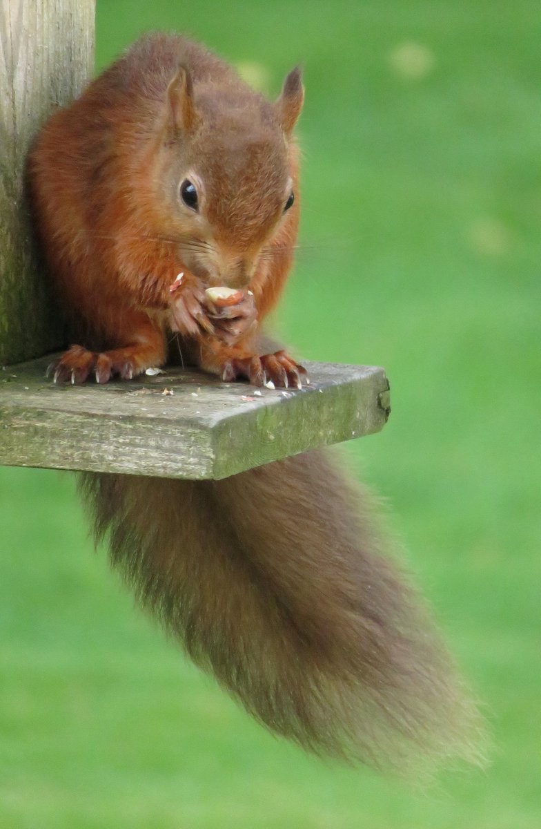 Red squirrels in the garden today #redsquirrelweek #redsquirrels