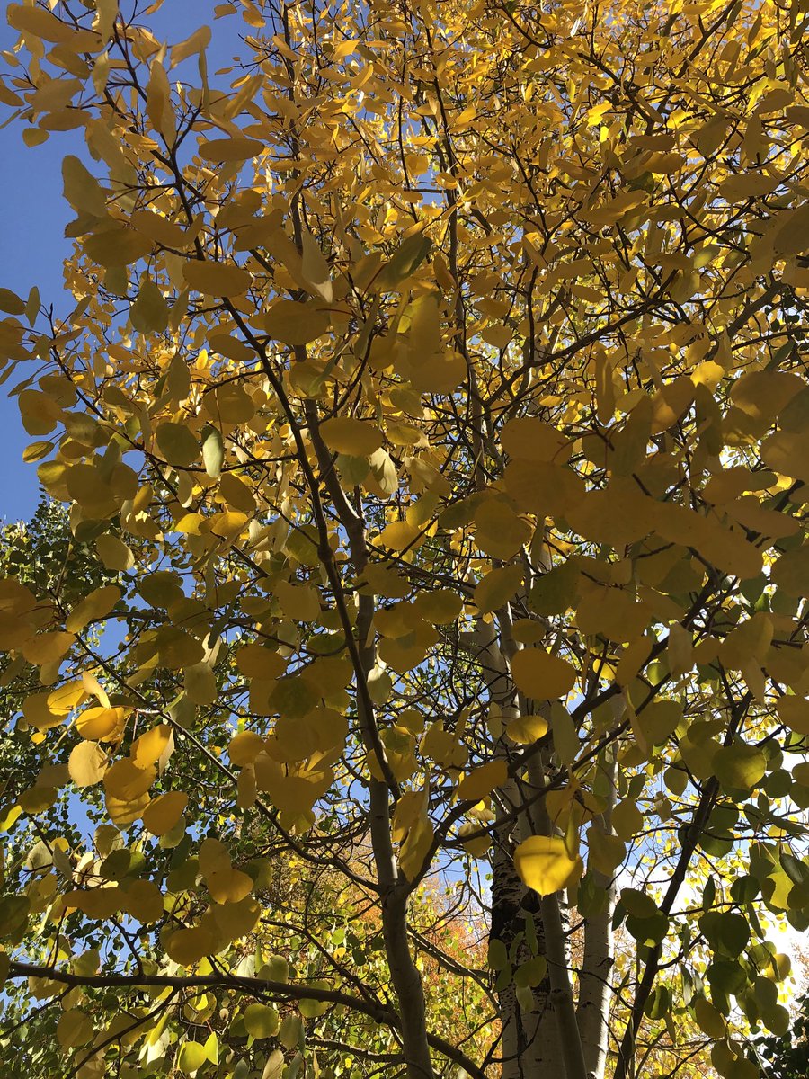 Took the day off and headed up the mountain to see the fall colors. So pretty and relaxing! #aspens #colorado