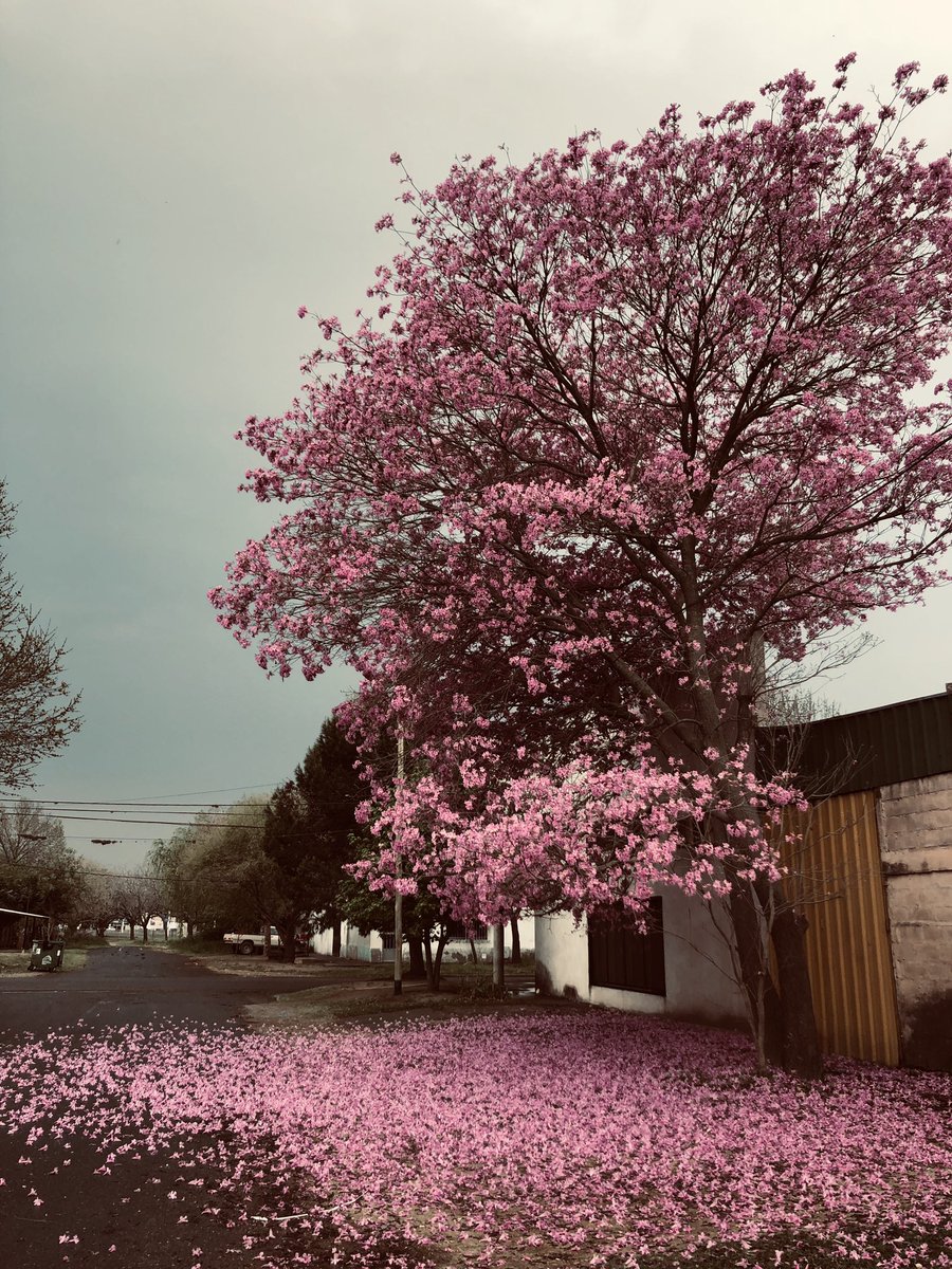 Mira si no me iba a frenar a sacarle una foto. Es perfecto