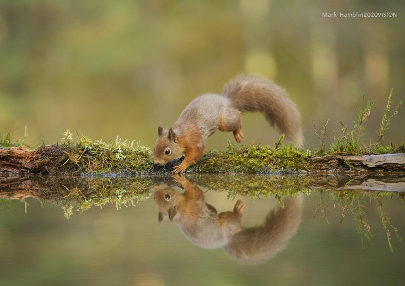 Autumn is a great time for spotting red squirrels. They're easier to see in the trees as there is less leaf cover! #RedSquirrelAwarenessWeek 🌳🌳