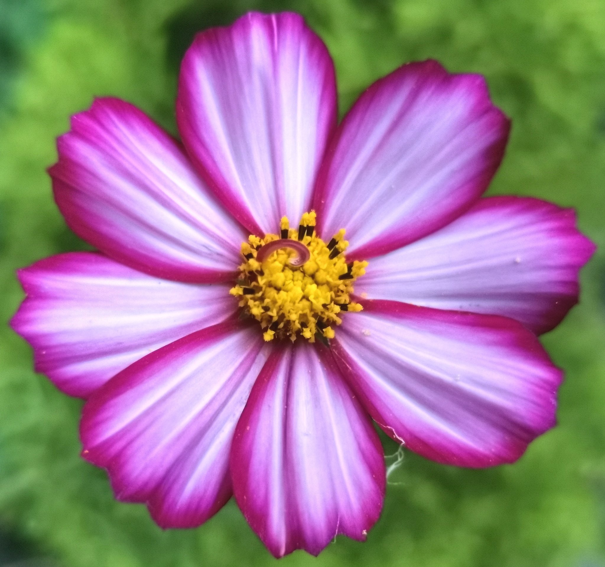 ヤニック あなたのための8 枚の花びら 8 Petals For You Nature Flower Cosmos コスモス 花 Photography ﾔﾆｯｸ写真 T Co 937or4gl97 Twitter