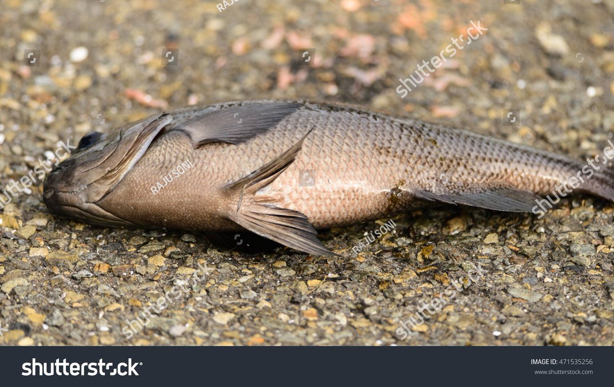 almost forgot about todays fish i was learning geography for 5 hours straight i emathize with this fish