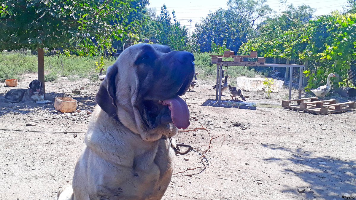 OzgunSozuer's tweet photo. https://t.co/5kto7pHcPY
#malaklı #primitivedog #landracedog #16x9_dogs #localdogbreed  #molloser #kangaldog #anatolianshepherd #16x9_dogs #dogsoftwitter #500pxrtg #ThePhotoHour #dailyphoto #PintoFotografía #thePhotoNow #yourshot #photooftheday @LensAreLive #photoHDR #FotoRshot https://t.co/920z5mm0SJ