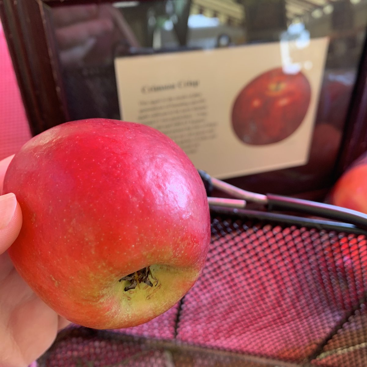 Crimson Crisp. This unassuming little apple is packed with perfect crispy crunch and a delightful, *almost spicy* flavor. An on-the-go treat, temptingly sweet. The orchardist says, “if this was the Garden of Eden, and this was the apple, I would sin.” 9/10 would sin again