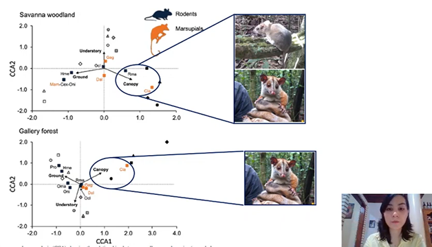 zaiortega_'s tweet photo. Nayara Sano is presenting her PhD qualification at the #cafeco #ufms #ppgec. She studied the vertical use of space of small mammals in the Cerrado and Pantanal, how cool is this?
📑 https://t.co/FKvTs60qYA & https://t.co/wZLwMtiq0s
🎥 https://t.co/Y2K1A0PcKJ
#movementecology https://t.co/jjx3qHKo5r