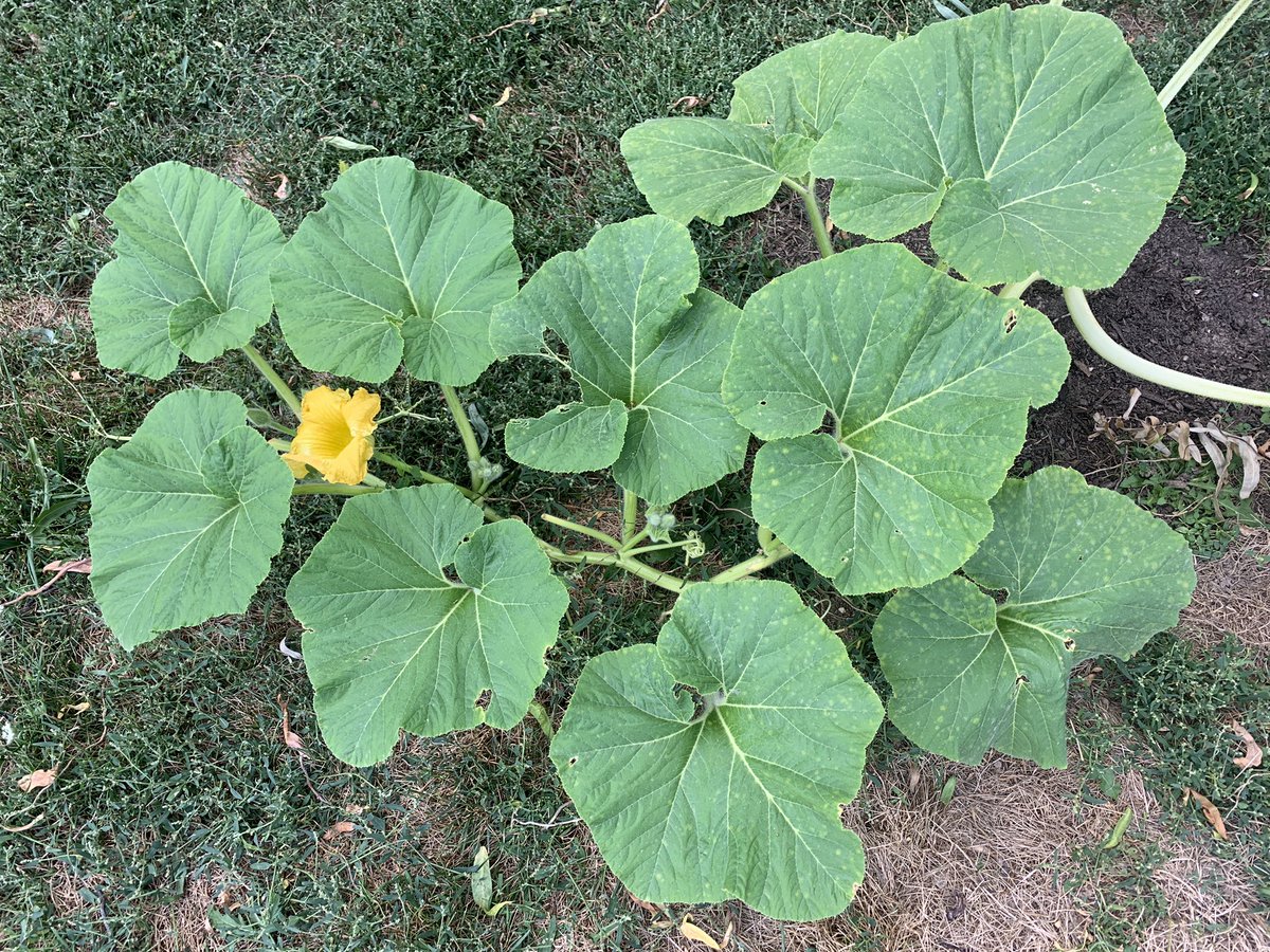 jkwan_md's tweet photo. Soooo no pumpkin (sadly) but there is one flower!💁🏻♀️🌼🤷🏻♀️ probably planted too late! #PumpkinProgress https://t.co/GCl5cTMMPg