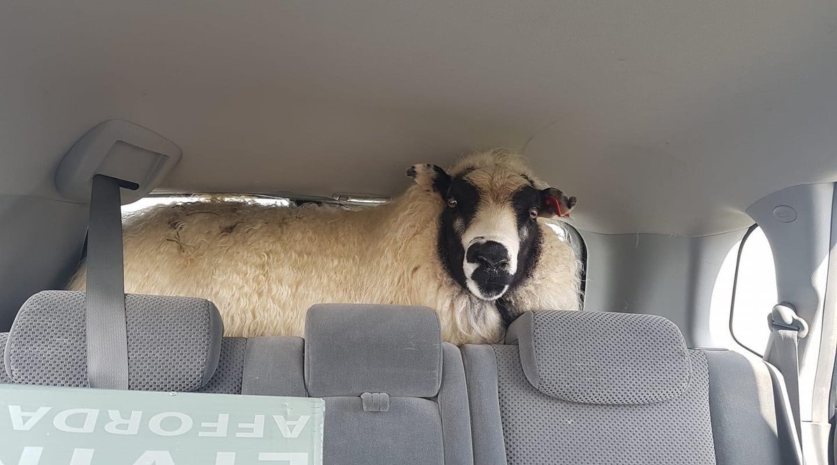 Millifæra fé #humor