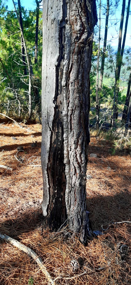 26 years after #IFEspadilla94 fire we can spot #firescars on the #Pinuspinaster pines along a ridge in El Alto del Pinar mountain, #SerraEspadà #NaturalPark
As the fire came up from below it made its vertical vortexes marking the trees uphill
#fireecology #wildfire #PaísValencià https://t.co/WsC0JALPUx
