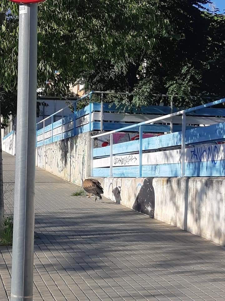 salvemturoenric's tweet photo. Segons publicació a una xarxa social de #Badalona, ha estat avistada avui aquesta au al Torrent de la Font al costat de la pista de petanca situada per sota del Turó de l'Enric.
Està per verificar la seva presència i veure si està ferida o perduda per poder-la assistir. https://t.co/ZMZlhmhlz4