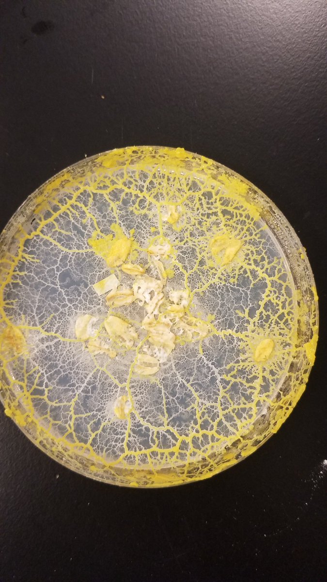 I don't know if I can express how proud I am of my little slime mold.