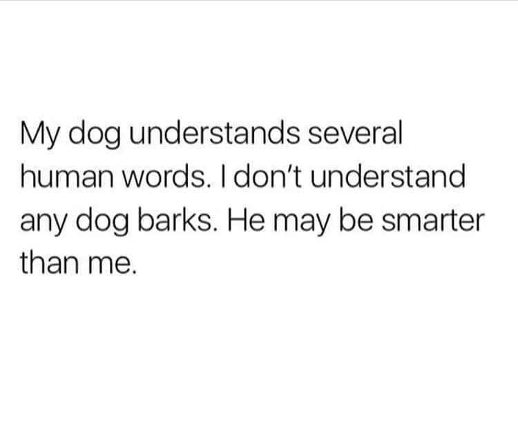misstammy_za's tweet photo. Hey pals, my dad showed me this,  and I sort of agrees with him, I might be smarter than him 🤩🐾🐾 https://t.co/JPUdDEcMA5