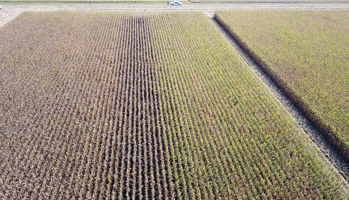 A great Friday afternoon is when you don’t have to speak of the actual yield response, this picture speaks for itself, same hybrid left and right sprayed with Trivapro and Warrior with a Hagie, could even see the overlap where the boom went past the end rows, to the foot! 🌽=💵💵