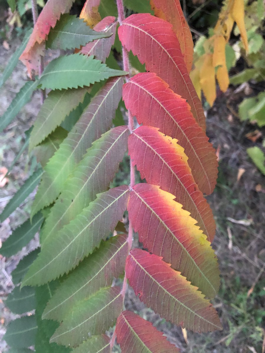 LaguitoGal's tweet photo. Love the mix of colours right as the seasons change.
#FallRainbow #FirstWeekOfFall #TrailTime https://t.co/k7FkNptrOd