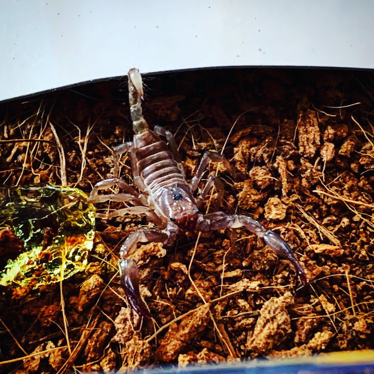 BarbarianTheMom's tweet photo. My new friend Rodiger: 

#scorpion #malaysianforestscorpion #heterometrusspinifer https://t.co/MVq5D7nCAa