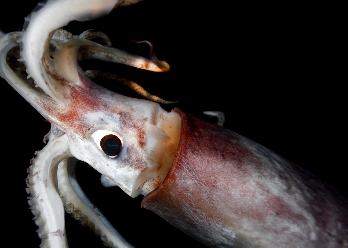 The custodian of records had glasses that hugely enlarged his eyes. He had a flushed, mottled face and a gigantic white beard and mustache matted into tentacles.He looked exactly like a Humboldt squid.