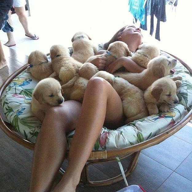 Cute doggies together 😍!!!
Comment below and support us <a href="/lover_bale/">DOG_LOVER_SQUAD</a> 
#dogsoftwitter #Dog #doggy #puppy #USA #trend #Trends #Viral #photographer #photoshop #PhotoOfTheDay #Days