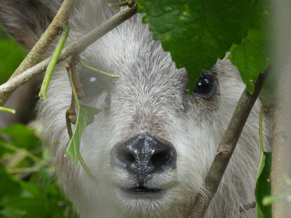 盛岡市動物公園 Zoomo カモシカの赤ちゃん 名前はまだない 明日発表 もうみんなわかってる でもまだ秘密 親子で食事 かわいいは最強