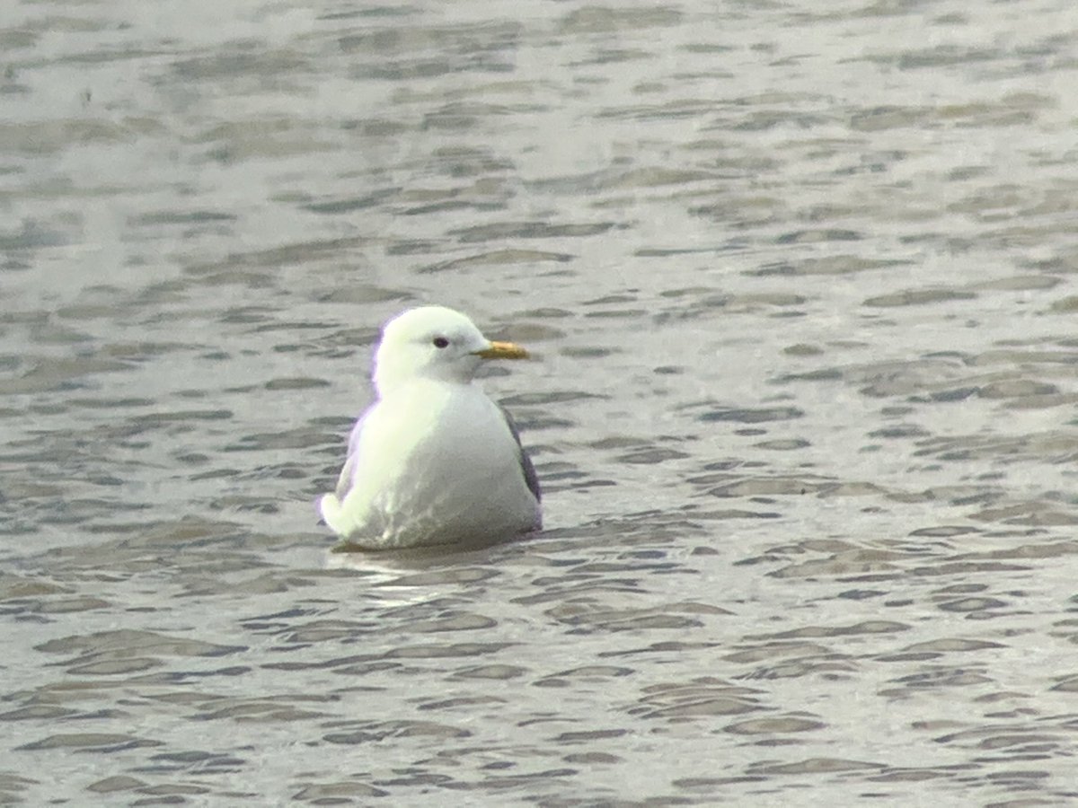 Alberta Birding tweet media