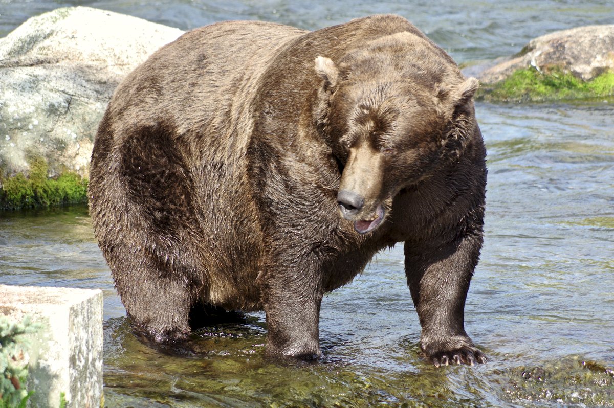 Are you having a day full of grumps? Time for some Very Lorge BearsTime to intro the contestants in this year's  #FatBearWeek from  https://explore.org/meet-the-bears This is Chunk (32). You'll note Chunk is Very Hefty and has eaten the entirety of the salmon species.