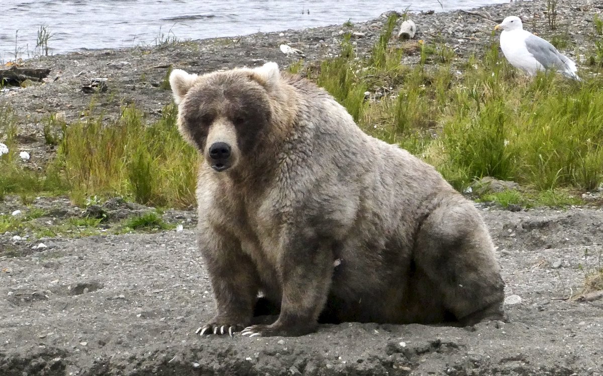 This is Holly (435)Holly is a CHONKER. Look at that brilliance in bear performance! Such glorious fat folds! Truly she is going to be hard to beat.