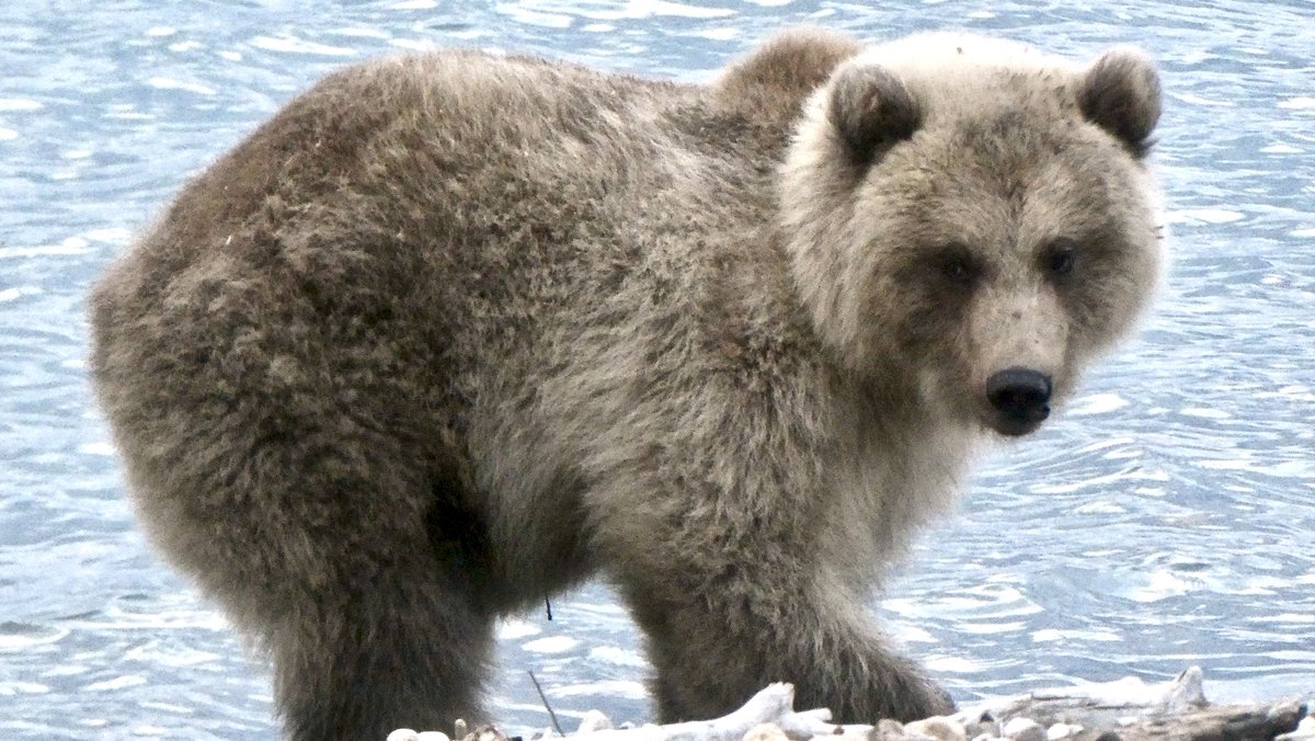 It should be noted that Holly also had a spring cub, who's pretty round but nowhere near its mamma's majesty. It's ok little cub, you can do even better next year.