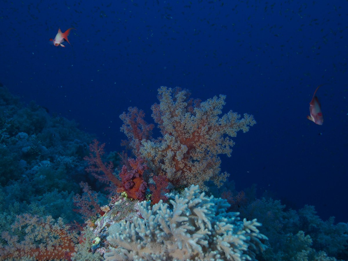 thefishbotherer's tweet photo. Heck it, I'm jumping in to #OctocoralFriday! These amazing things are a few (I think) different Dendronephthya spp. from the Red Sea. These were mostly photographed around ~40m depth (bonus #FishContent: I'm gonna say Pseudanthias squamipinnis in the third photo!). https://t.co/7lAmZC4qYH