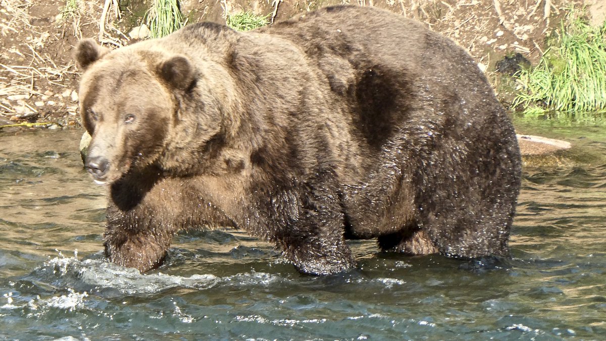 This is 812, and ngl when I first saw this pic I thought it was of 2 separate bears. THAT'S HOW BIG HE IS. LIKE THE SIZE OF A BEAR THAT ATE A WHOLE NOTHER BEAR. Definitely a contender.