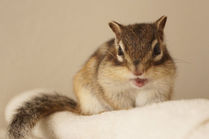 シマリス の評価や評判 感想など みんなの反応を1時間ごとにまとめて紹介 ついラン