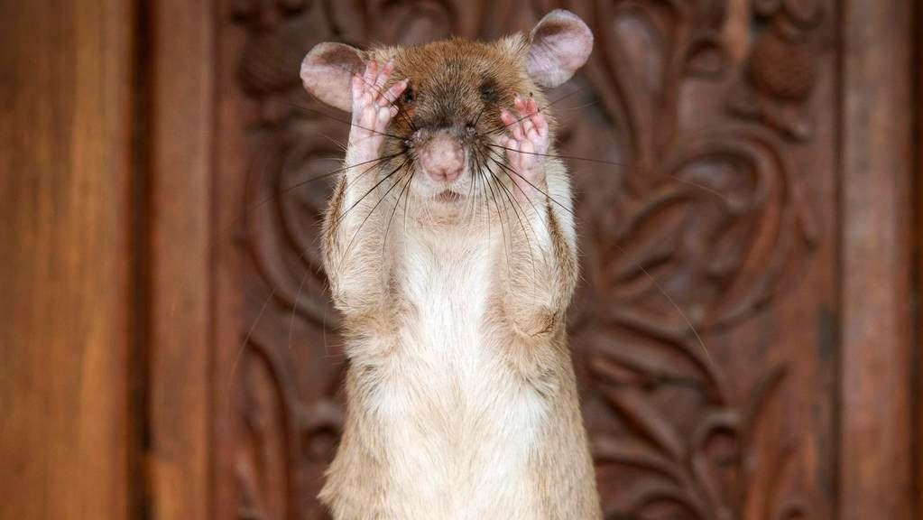 westaustralian's tweet photo. A specially trained ‘hero rat’ has received a gold medal from a British charity for helping detect deadly landmines in Cambodia. https://t.co/4zWYM6EzMJ https://t.co/1J9Y9oNUwg