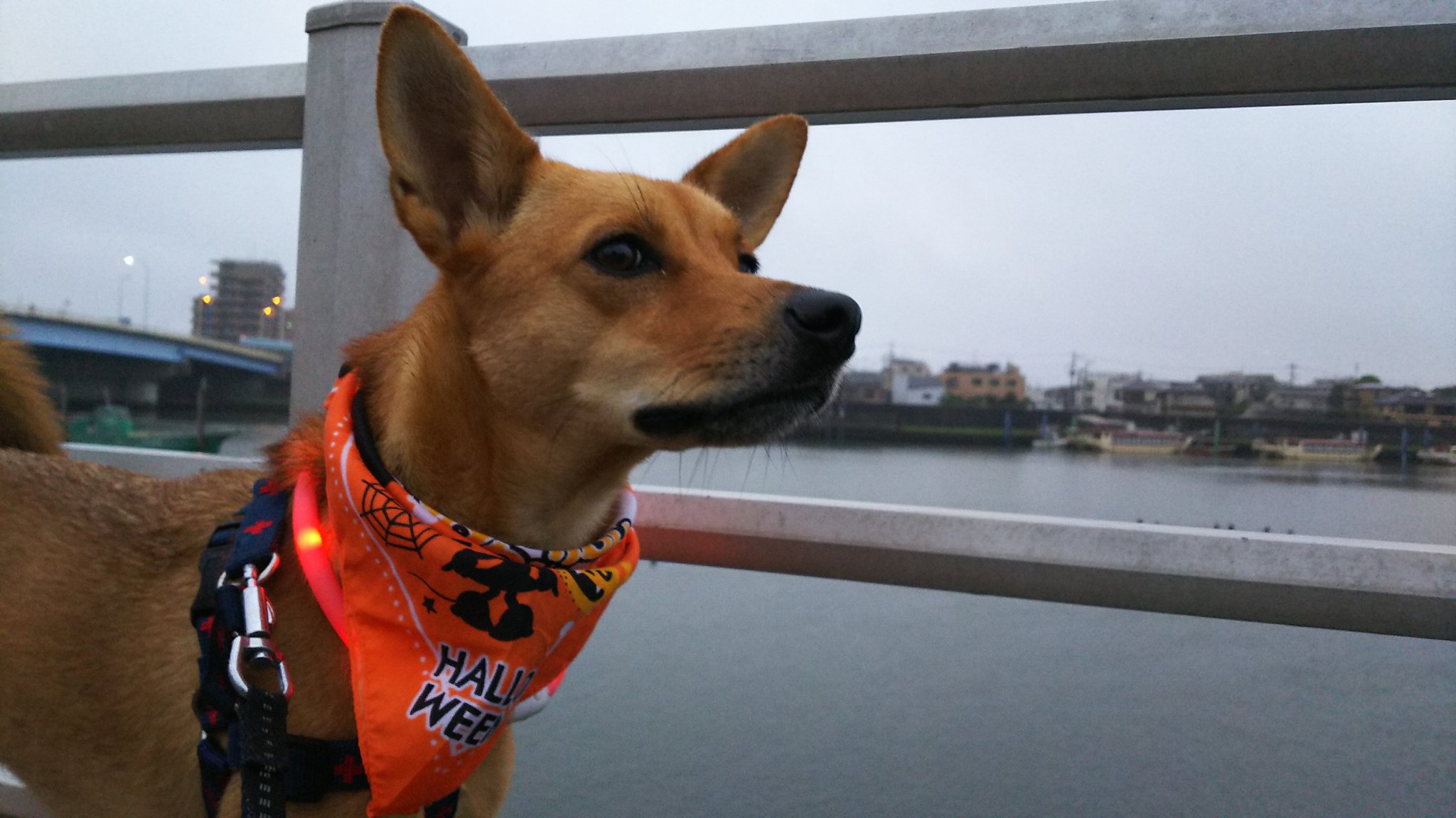 コマさん 犬ネタ 今朝の巡回secoma 人犬鳥少なし コマちゃん 保護犬 愛犬 雑種犬 Secom 湾岸警備 T Co Rkzxtz7qmb Twitter