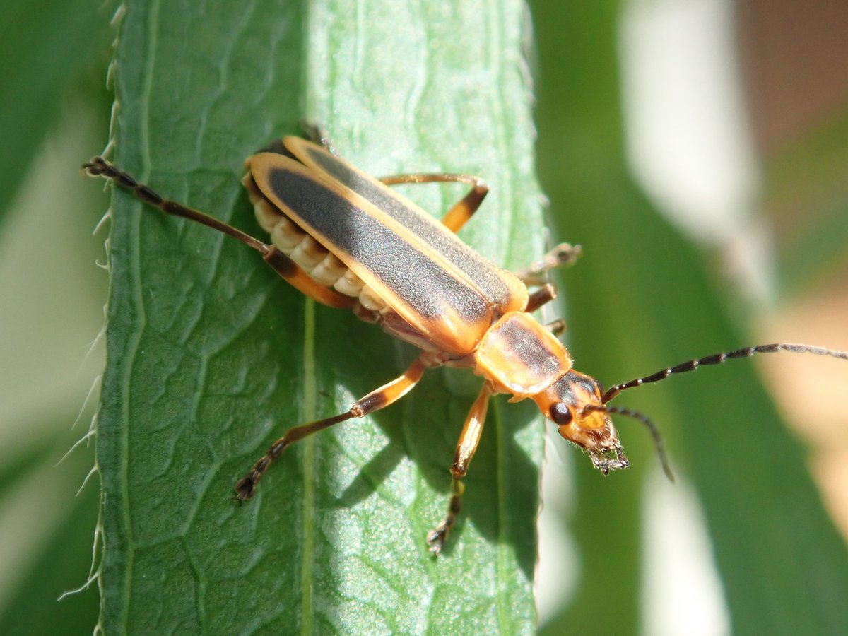 entomography's tweet photo. Chauliognathus marginatus (5.29.2020) https://t.co/MvsY8vryEN