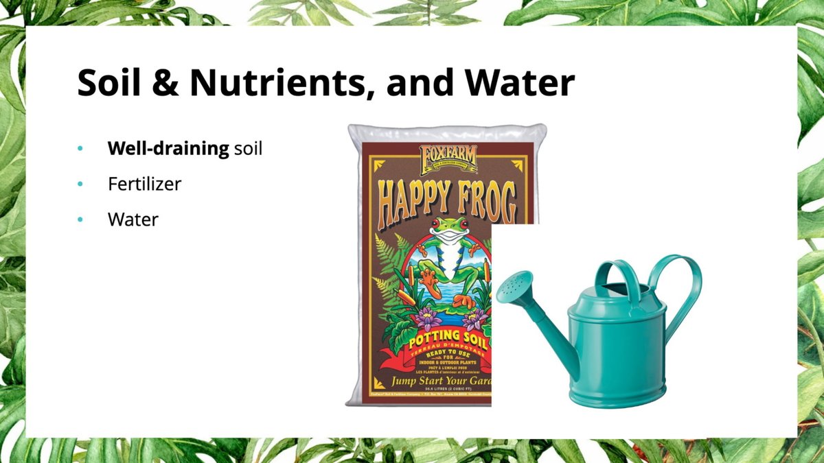 This might not be extremely important when you are first getting into plants since you will most likely be purchasing plants that are well-rooted and potted in soil. But it's still important to understand the purpose the soil serves and how we feed our plants 12/